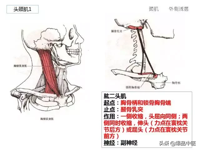 人体功能解剖