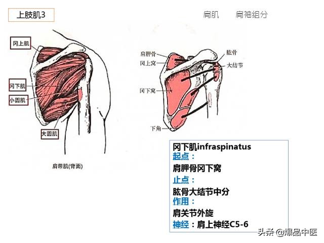 人体功能解剖