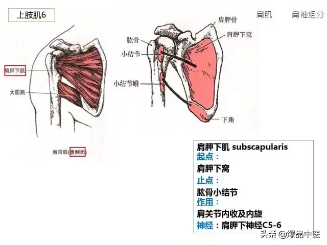 人体功能解剖