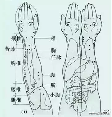 值得好好看：针灸、按摩全息之精髓（全身投影图）