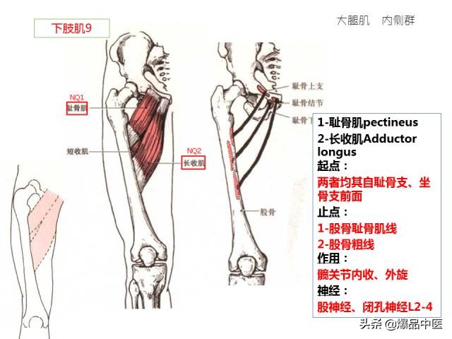 人体功能解剖