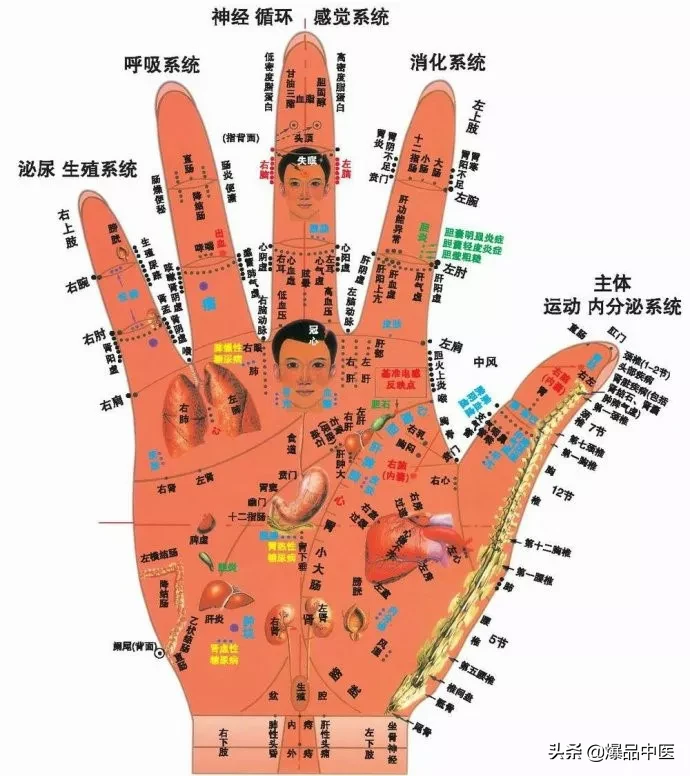 值得好好看：针灸、按摩全息之精髓（全身投影图）