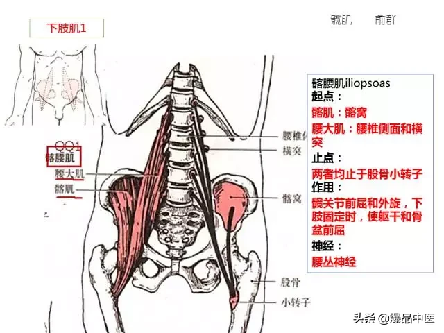 人体功能解剖