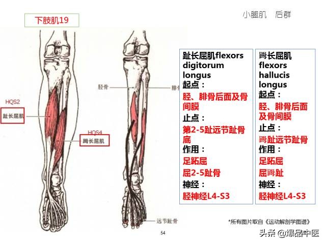 人体功能解剖