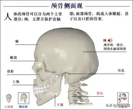 人体骨骼系统（好图）建议大家收藏