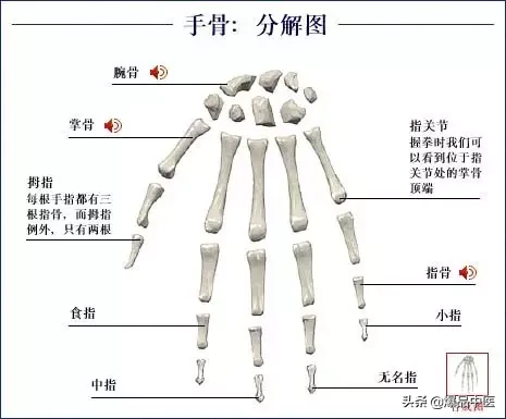 人体骨骼系统（好图）建议大家收藏