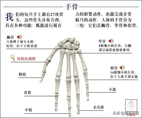 人体骨骼系统（好图）建议大家收藏