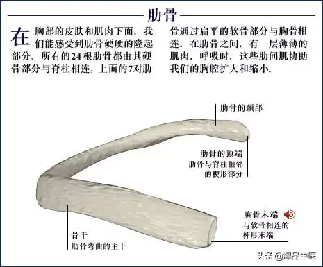 人体骨骼系统（好图）建议大家收藏