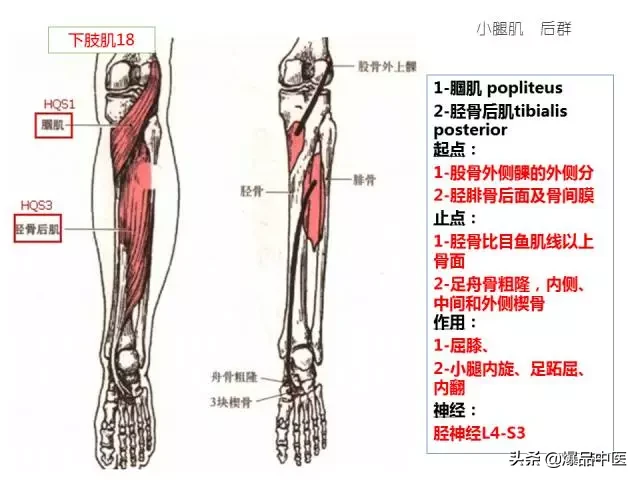 人体功能解剖