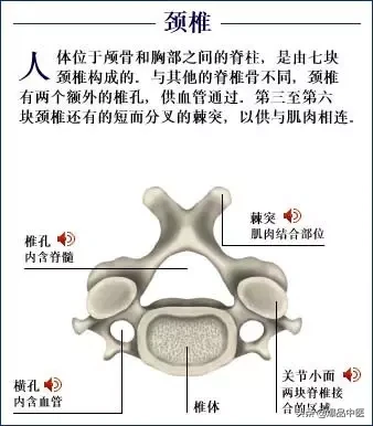 人体骨骼系统（好图）建议大家收藏