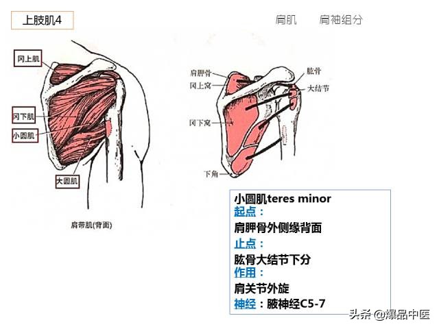 人体功能解剖