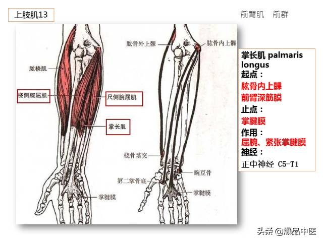 人体功能解剖