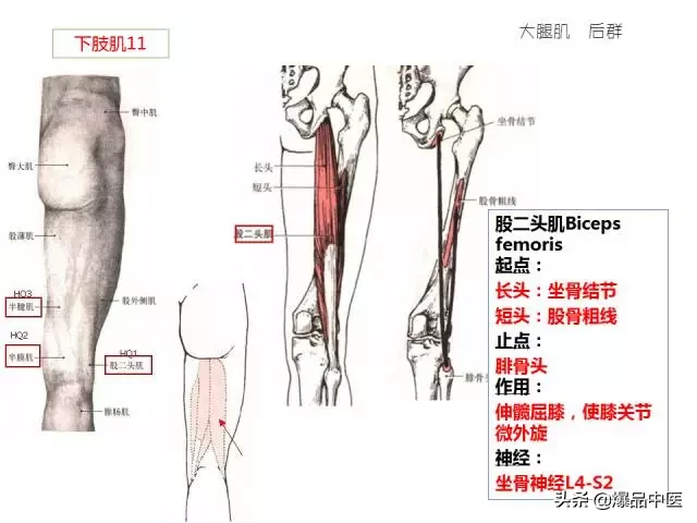 人体功能解剖