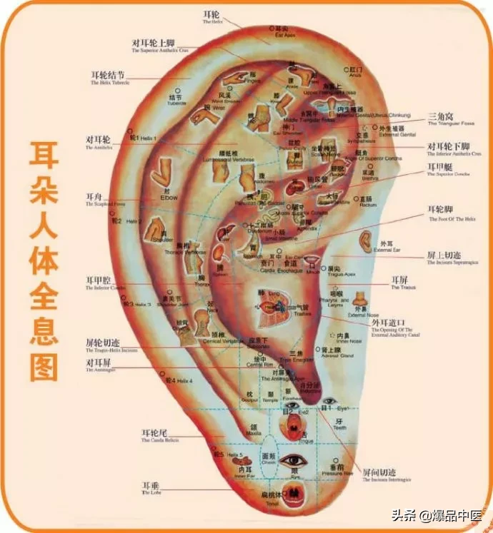 值得好好看：针灸、按摩全息之精髓（全身投影图）