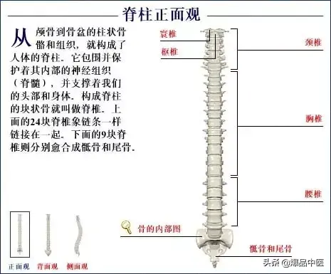 人体骨骼系统（好图）建议大家收藏