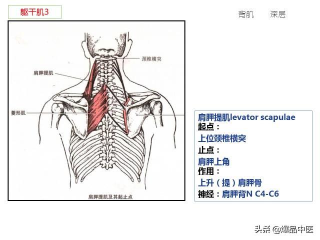 人体功能解剖