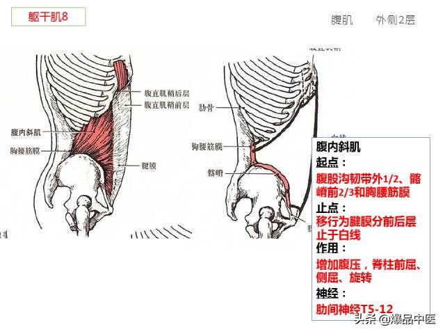 人体功能解剖