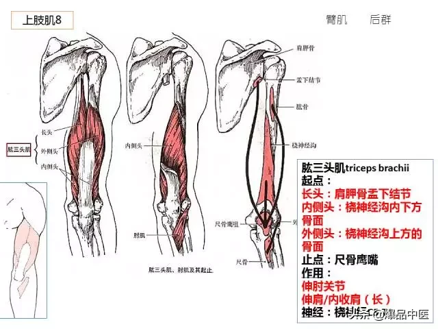 人体功能解剖