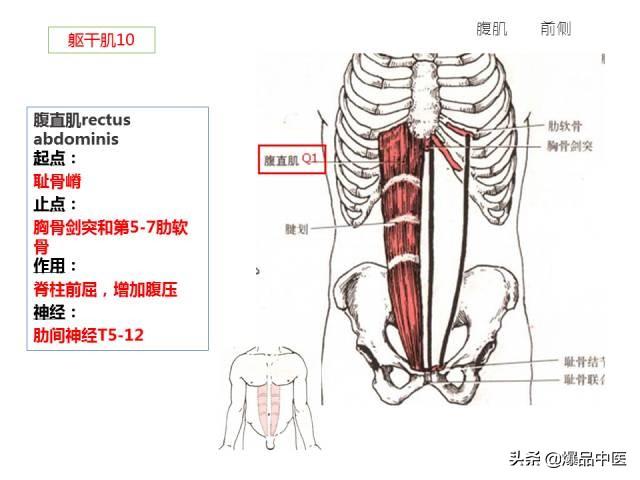 人体功能解剖