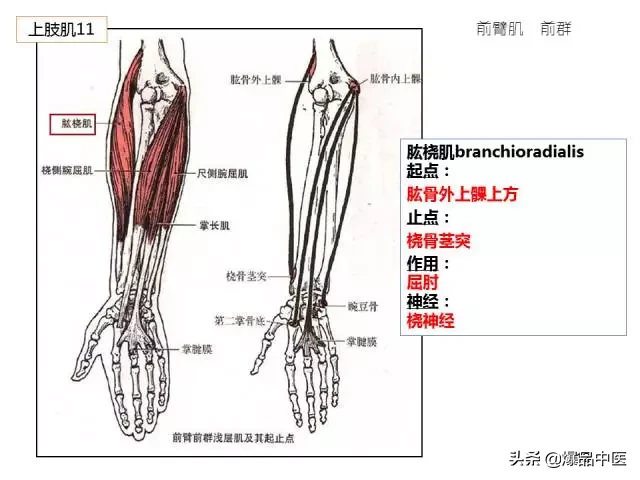 人体功能解剖