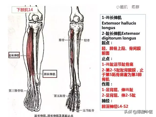 人体功能解剖