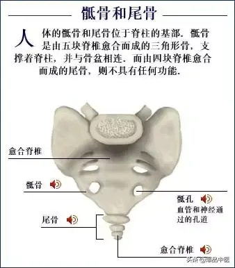 人体骨骼系统（好图）建议大家收藏