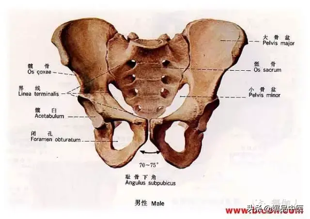 为什么会有高低肩！长短腿？