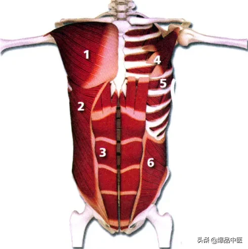 教你半小时之——速记人体肌肉