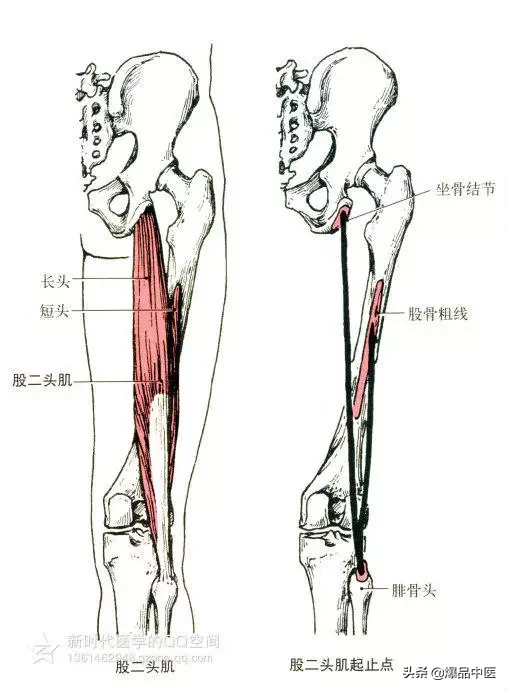 最全人体肌肉解剖套图，值得收藏