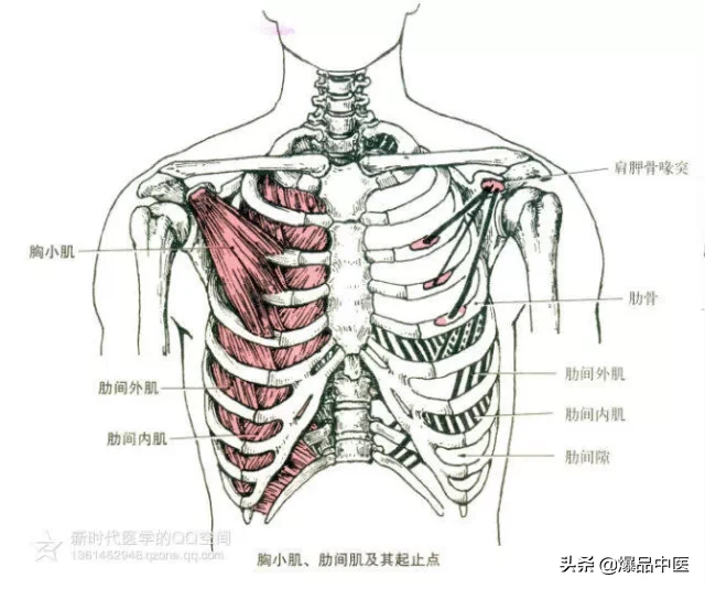 最全人体肌肉解剖套图，值得收藏