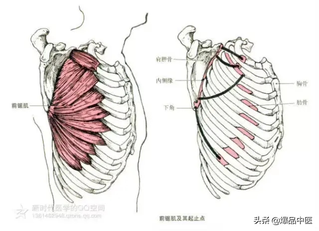 最全人体肌肉解剖套图，值得收藏