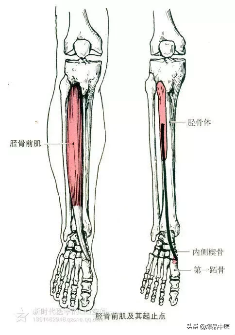 最全人体肌肉解剖套图，值得收藏