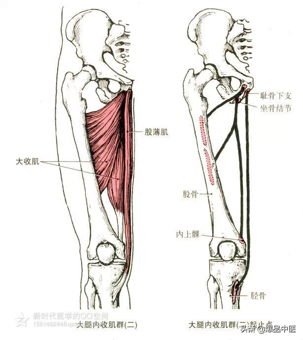 最全人体肌肉解剖套图，值得收藏