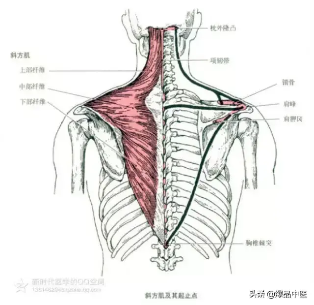 最全人体肌肉解剖套图，值得收藏