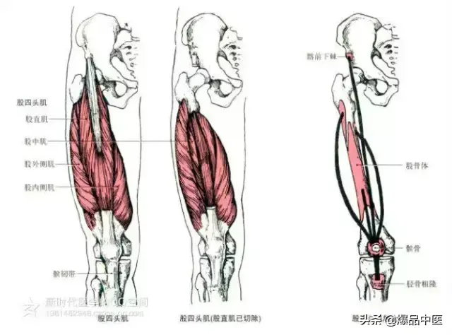 最全人体肌肉解剖套图，值得收藏