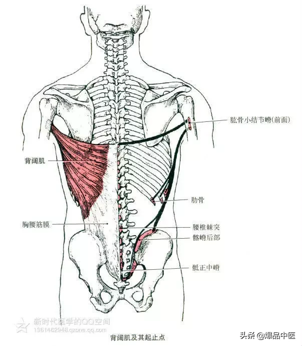 最全人体肌肉解剖套图，值得收藏