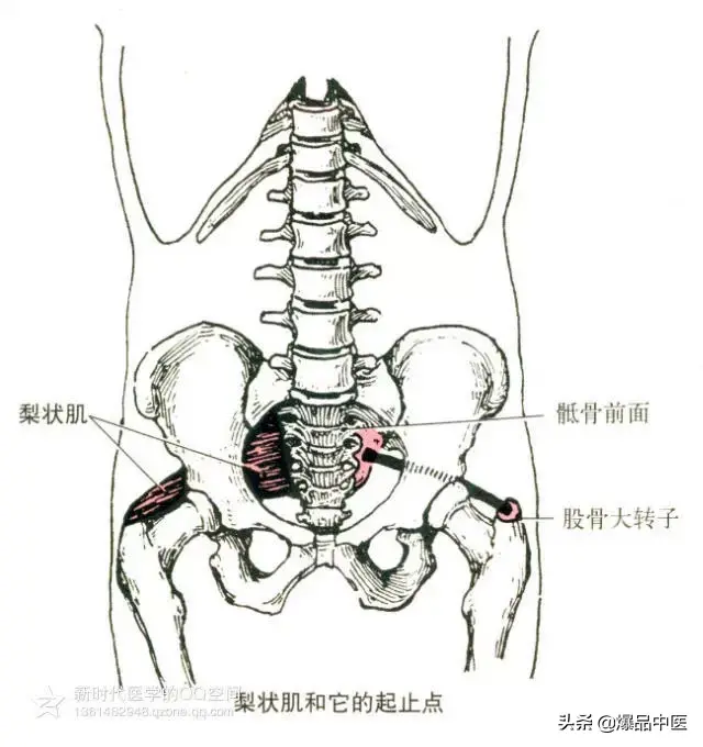 最全人体肌肉解剖套图，值得收藏