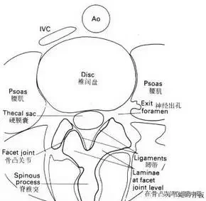 详细的脊柱腰段解剖图