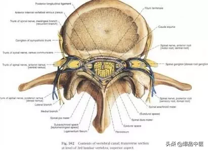 详细的脊柱腰段解剖图