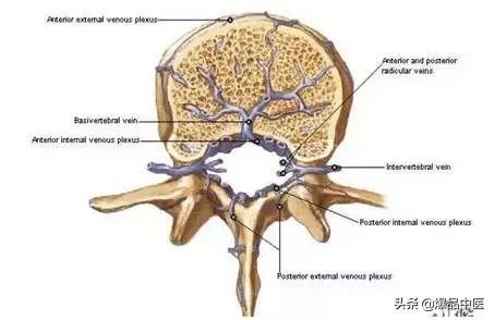 详细的脊柱腰段解剖图