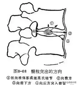 详细的脊柱腰段解剖图