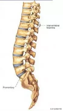 详细的脊柱腰段解剖图