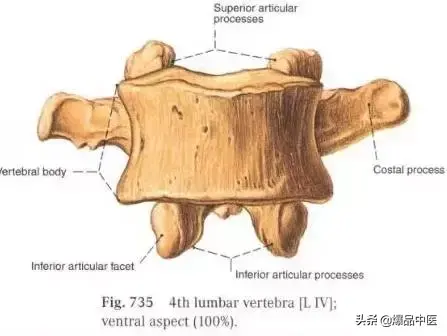 详细的脊柱腰段解剖图