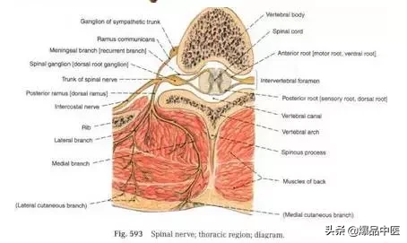 详细的脊柱腰段解剖图