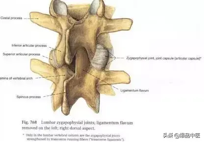 详细的脊柱腰段解剖图