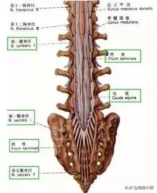 详细的脊柱腰段解剖图