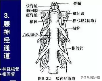 详细的脊柱腰段解剖图