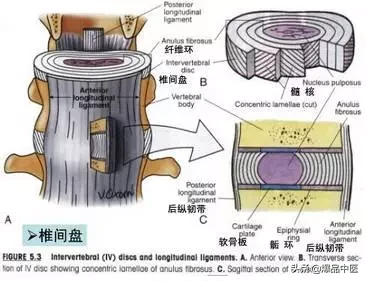 详细的脊柱腰段解剖图