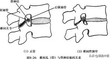 详细的脊柱腰段解剖图