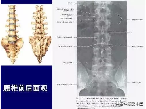 详细的脊柱腰段解剖图